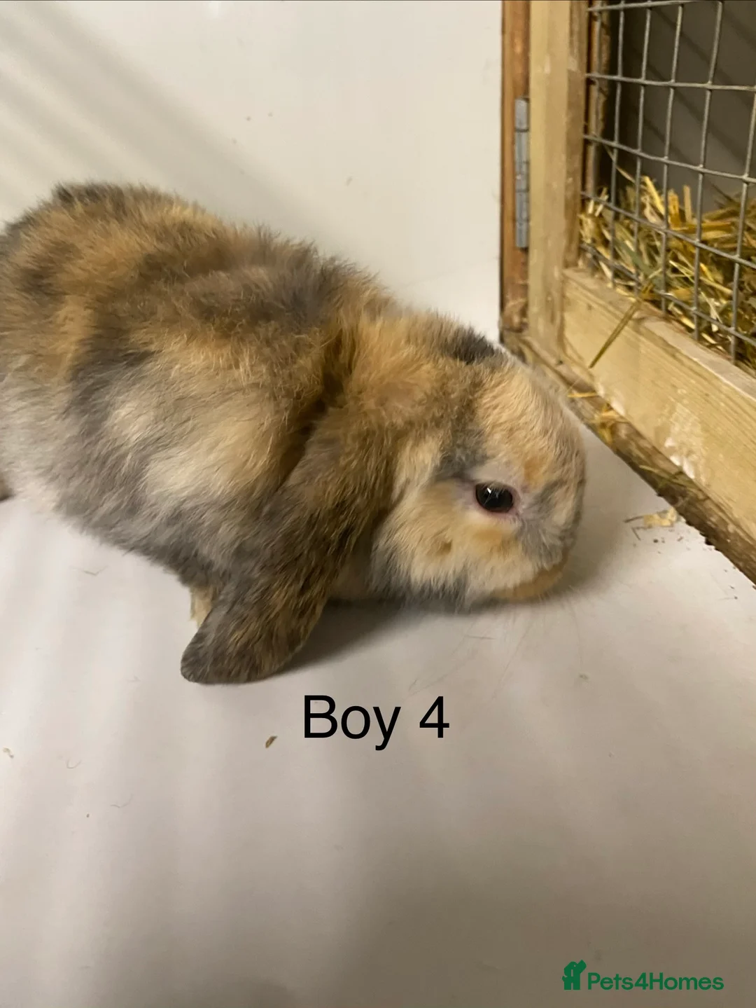 Mini Lop rabbits for sale: Beautiful Mini Lop bunnies  - Advert 5