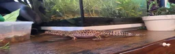 Leopard Gecko reptiles for sale: 2 female leopard geckos in Edinburgh - Advert 10