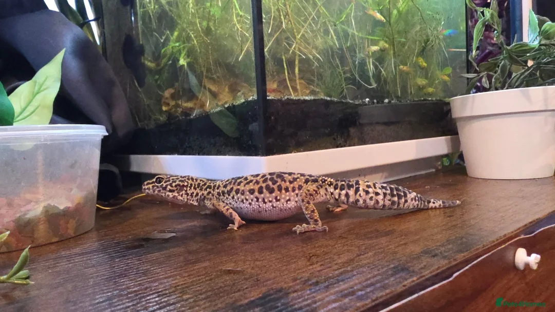 Leopard Gecko reptiles for sale: 2 female leopard geckos in Edinburgh - Advert 10