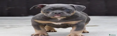 American Bully 4