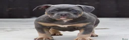American Bully dogs for sale: American bully’s for sale  - Advert 7