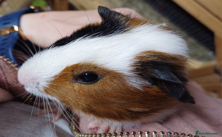 Guinea Pig rodents - Advert 6