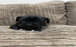 Cane Corso dogs for sale: Cane Corso Puppies for Sale - Image 9