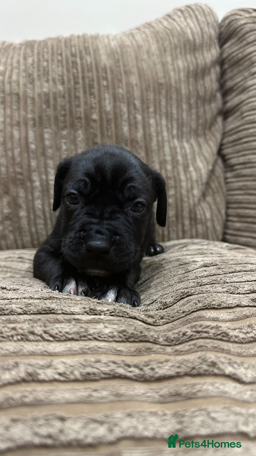 Cane Corso dogs for sale: Cane Corso Puppies for Sale - Image 9