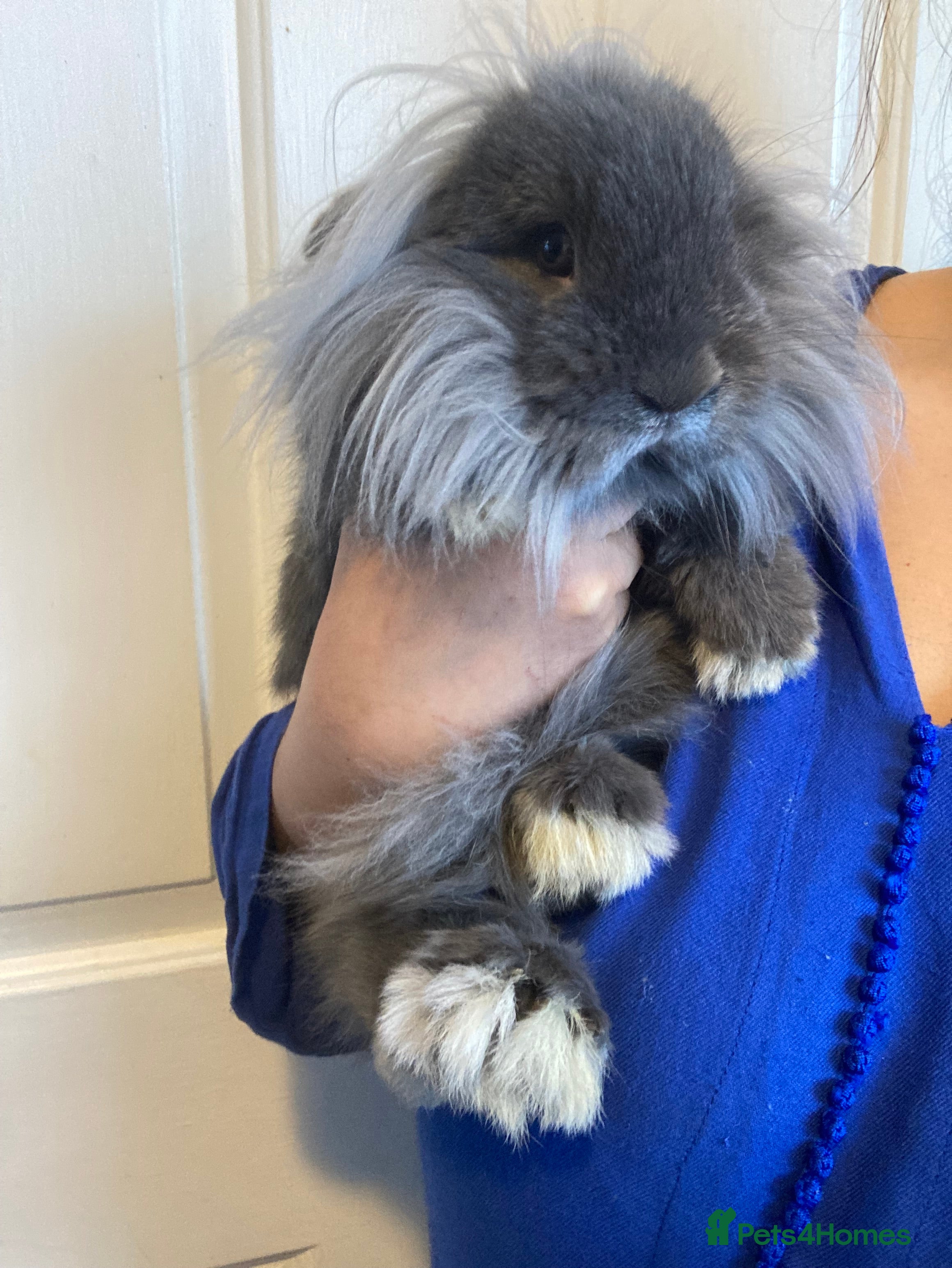 Lionhead rabbits Beautiful Blue Lionhead Buck  - Advert 5