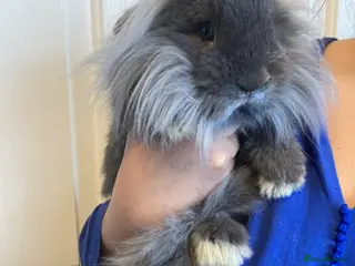 Lionhead rabbits Beautiful Blue Lionhead Buck - Advert 6