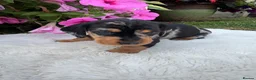Dachshund dogs for sale: Standard wire haired dapple dachshund  in Worcester - Advert 9