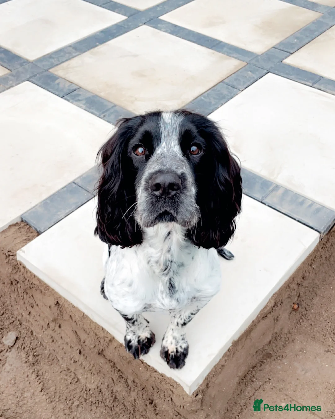 Sprocker dogs for stud: Twice proven handsome Sprocker available for stud in Mexborough - Advert 3