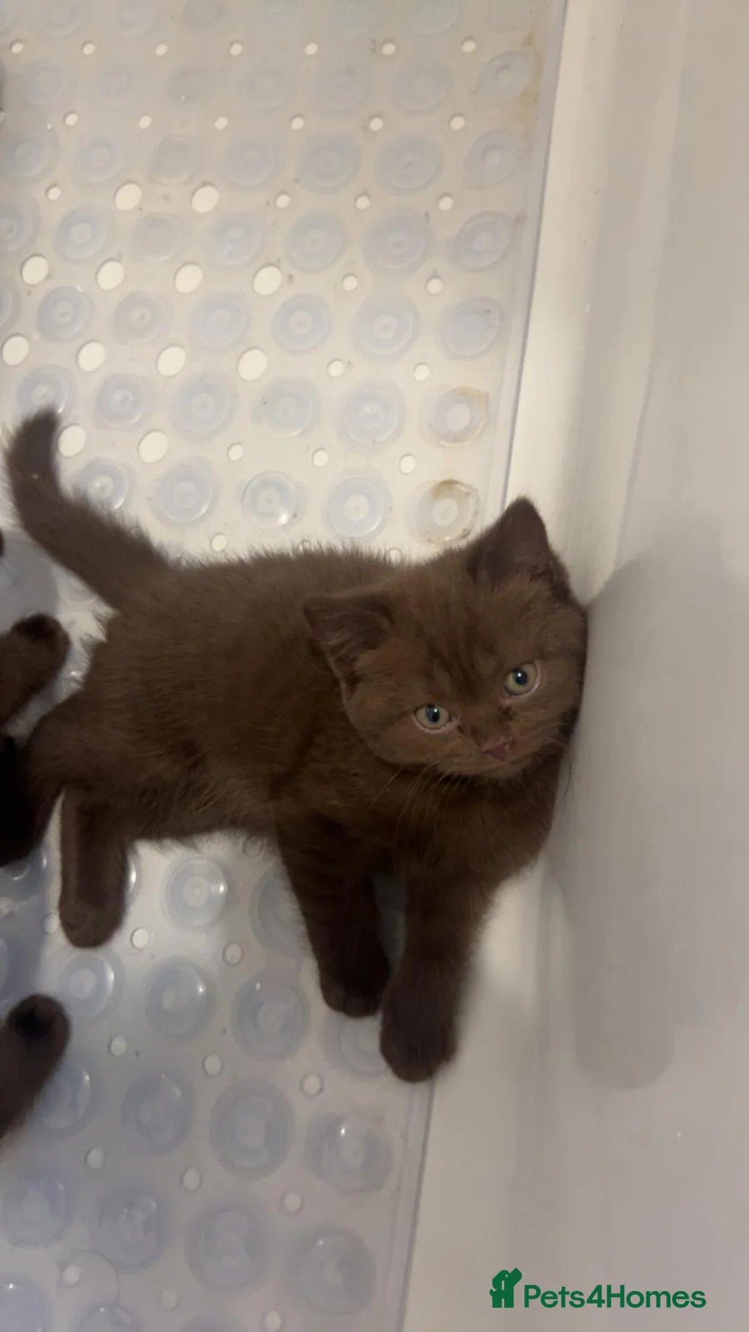 British Shorthair cats for sale: British shorthair kitten - Advert 3