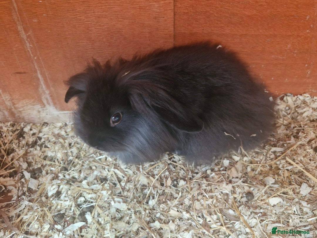 Lionhead rabbits for sale: 2 little sisters looking for their forever home - Image 3