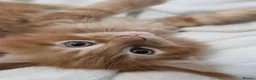 Maine Coon cats for sale: 🐾 Beautiful Maine Coon Kittens 🐾 - Advert 19