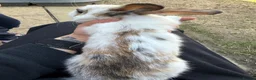 English Lop rabbits for sale: Two lop babies  - Advert 5