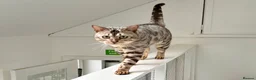 Bengal cats for sale: Beautiful big Silver spotted Bengal boy (ex stud) - Advert 12