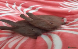 Rex rabbits for sale: Female bunnies  - Image 6