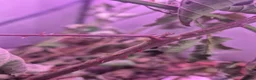 Stick Insects invertebrates for sale: Indian Stick Insects mix ages in Trowbridge - Advert 5