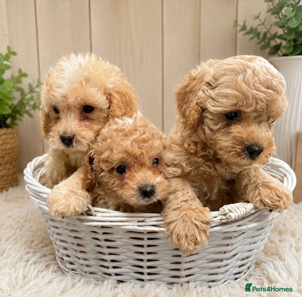 Cavapoo dogs 3Boys Left - Beautiful Cavapoo Puppies - Advert 1
