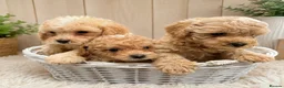 Cavapoo dogs for sale: Ready to leave - Beautiful Cavapoo Puppies - Advert 3