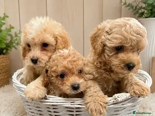 Cavapoo dogs 3Boys Left - Beautiful Cavapoo Puppies - Advert 13
