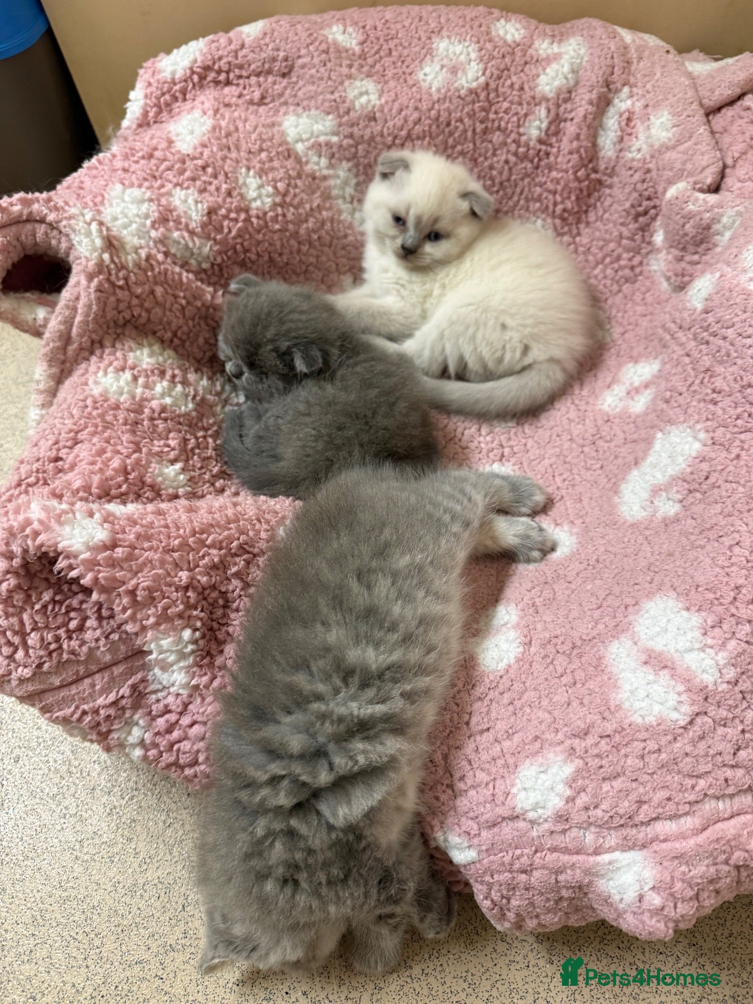 Scottish Fold cats Scottish fold kittens ready for reservation - Advert 6