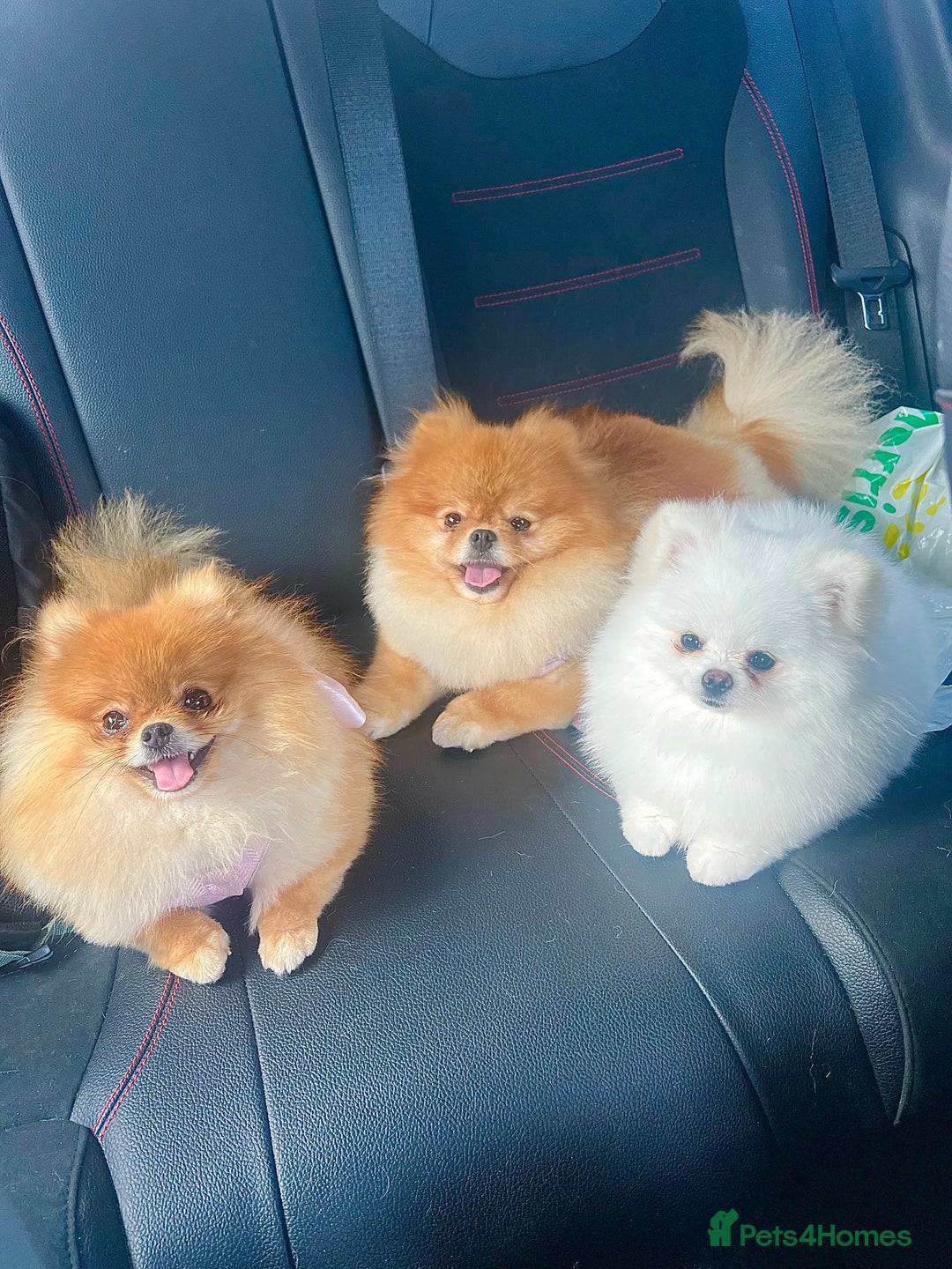 Pomeranian dogs for stud: White KC Pomeranian (Stud)  - Advert 12