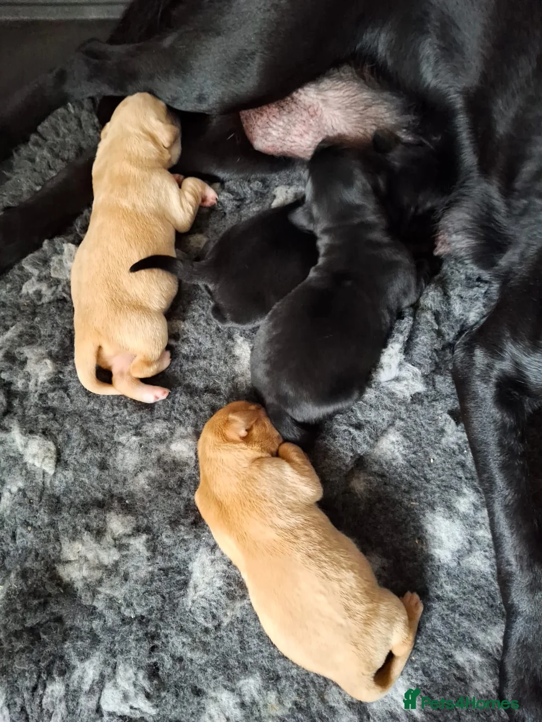 Goldador dogs for sale: ⭐ Beautiful Goldador pups from excellent breeding  - Advert 13
