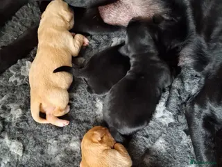 Goldador dogs ⭐ Beautiful Goldador pups from excellent breeding - Advert 18