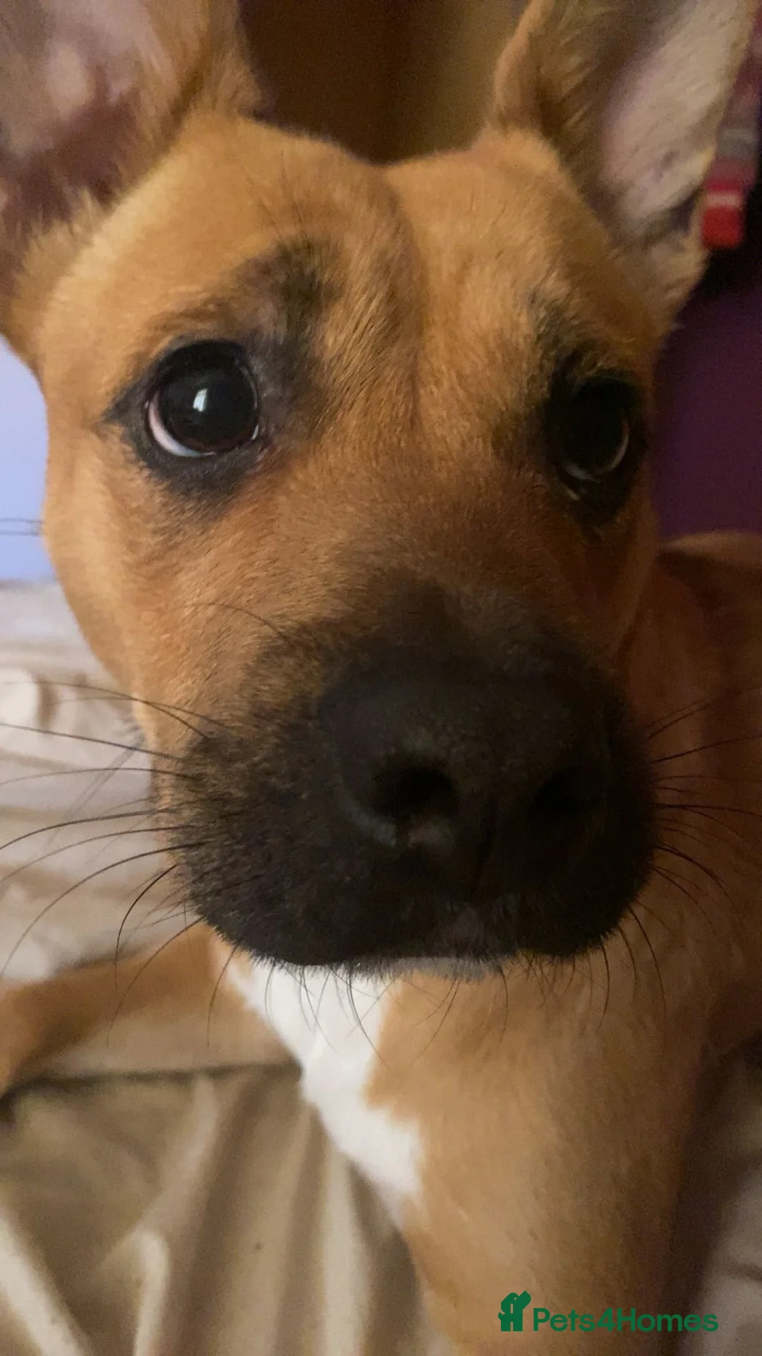 Mixed Breed dogs for sale: Looking for new home. in Ashton-under-Lyne - Advert 5