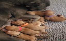 Mixed Breed dogs for sale: Frenchie x cockerpoo pups - Image 18