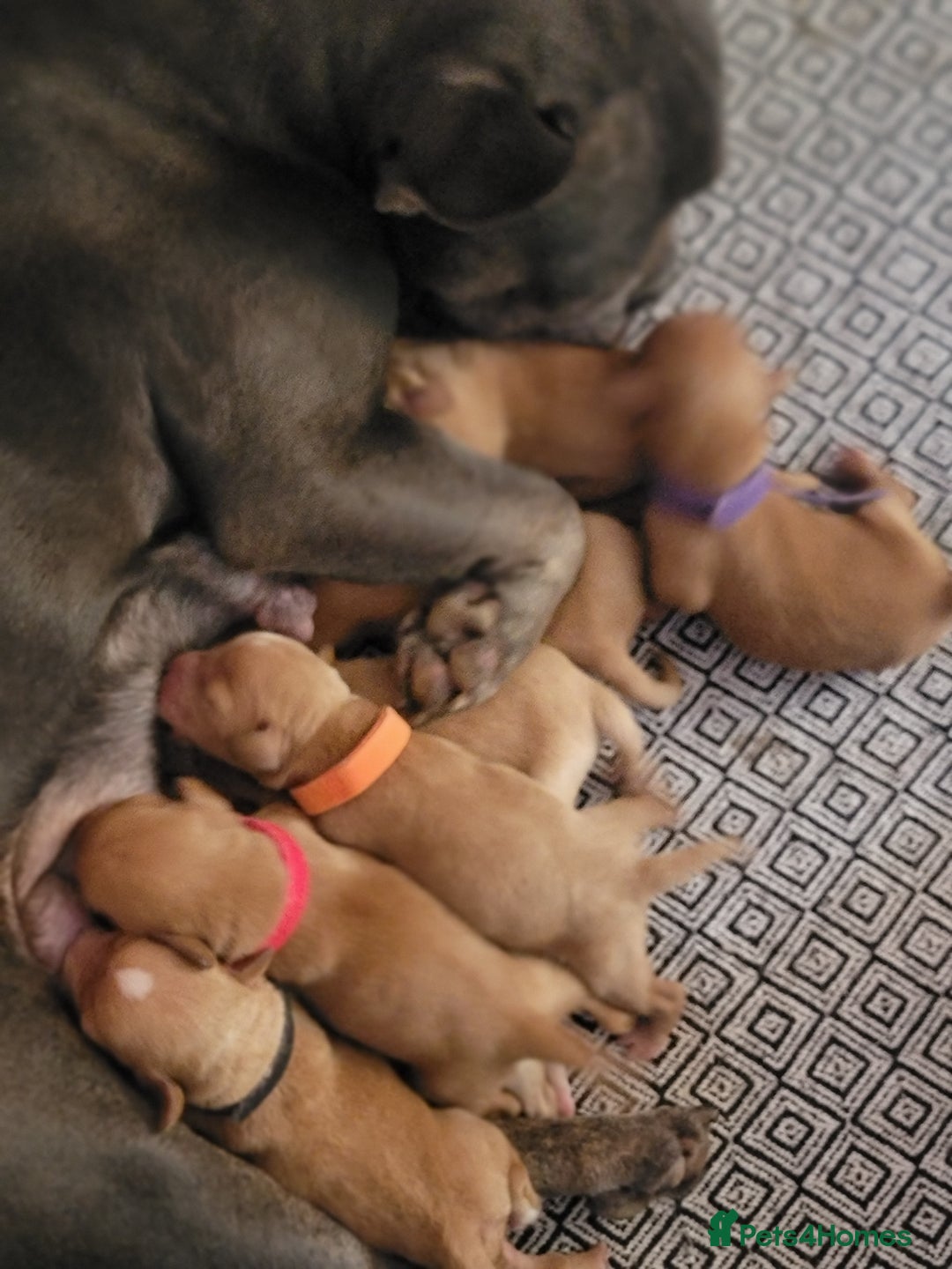 Mixed Breed dogs for sale: Frenchie x cockerpoo pups - Image 18