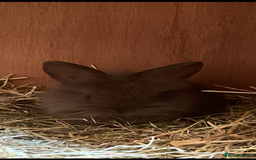 Lionhead rabbits for sale: 2 MALE LIONHEAD RABBITS - Image 4
