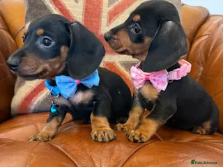 Miniature Dachshund dogs Beautiful Miniature Dachshunds 5 ⭐ License Breeder - Advert 15