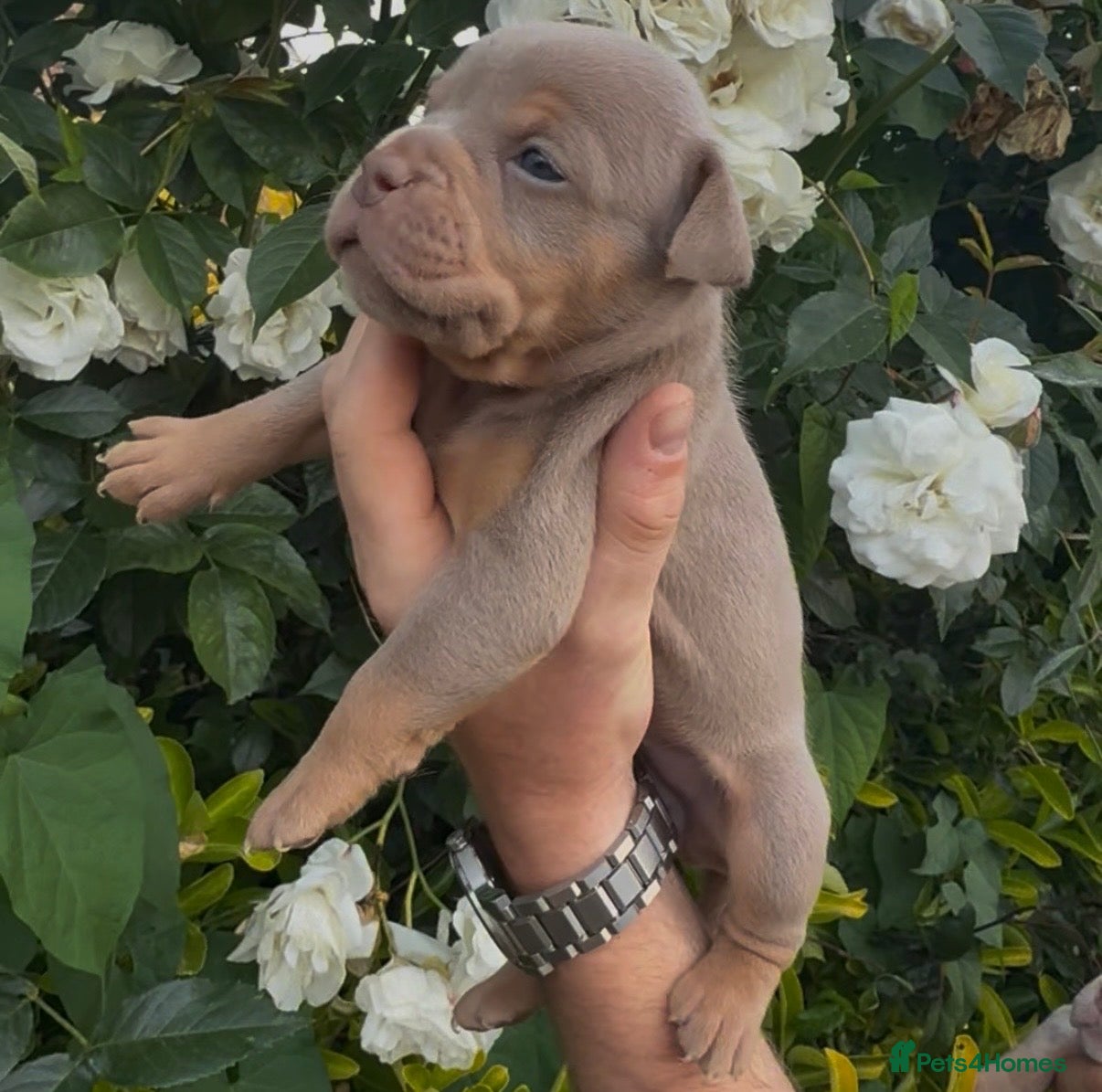 Olde English Bulldogge dogs 7 old tyme bulldog puppies available  - Advert 13