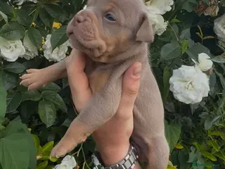 Olde English Bulldogge dogs 7 old tyme bulldog puppies available - Advert 13