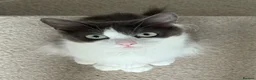 Mixed Breed cats for sale: Rehoming our beautiful, loving Ragdoll mix girl. - Advert 8
