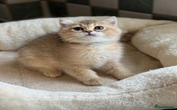 British Shorthair cats for sale: GCCF reg BSH Chocolate and Black Golden Kittens in London - Image 19