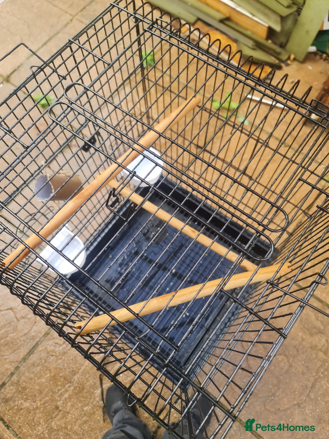 Conures birds for sale: Hand reared baby green cheeked conure - Image 5