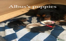 Cavalier King Charles Spaniel dogs for stud: KC Reg Health Tested Proven Cavalier King Charles in Salisbury - Image 12