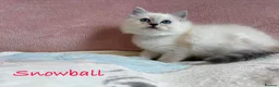 Persian cats for sale: Absolutely beautiful Persian/ragdoll Kittens - Advert 12