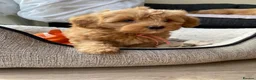 Havapoo dogs for sale: READY NOW Gorgeous Rare Havapoo 3 LEFT  - Advert 8