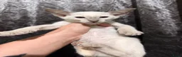 Siamese cats for sale: 5 adorable Siamese kittens available  - Advert 14