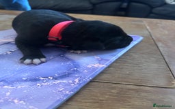 Mixed Breed dogs for sale: Labrador cross Dalmatian puppies - Advert 6