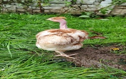 Chickens poultry for sale: Transylvanian Naked Neck Chicks - Image 4