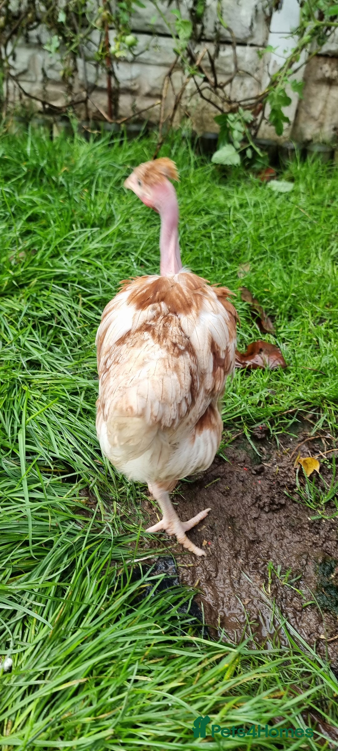 Chickens poultry for sale: Transylvanian Naked Neck Chicks - Image 4