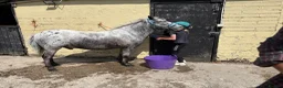 Appaloosa horses for sale: All rounder pony - Advert 1