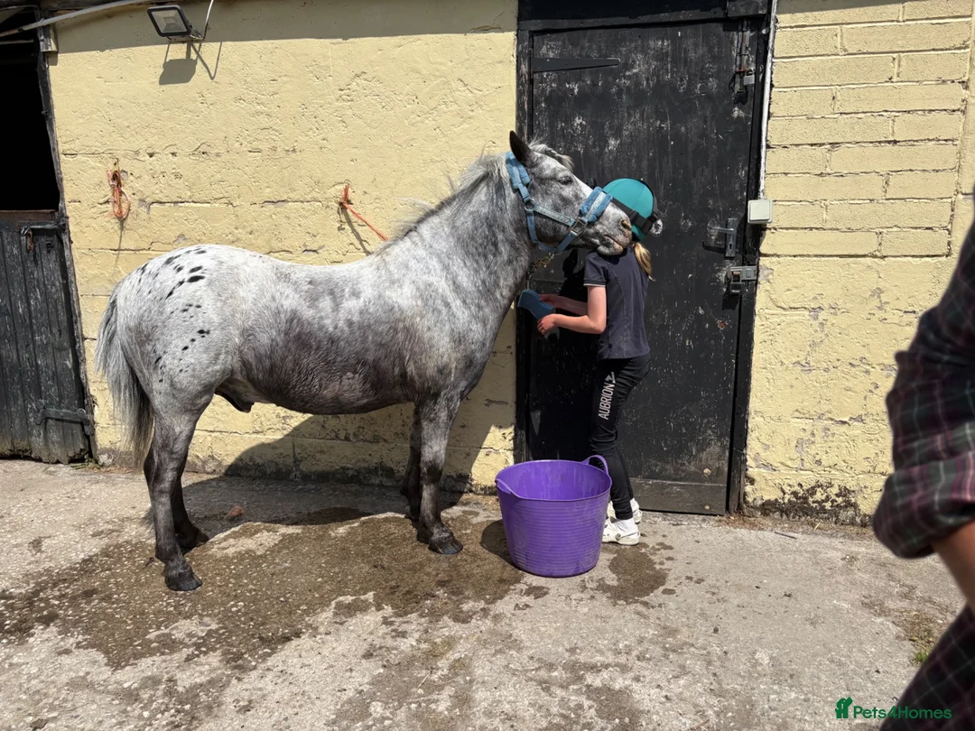 Appaloosa horses for sale: All rounder pony - Advert 1