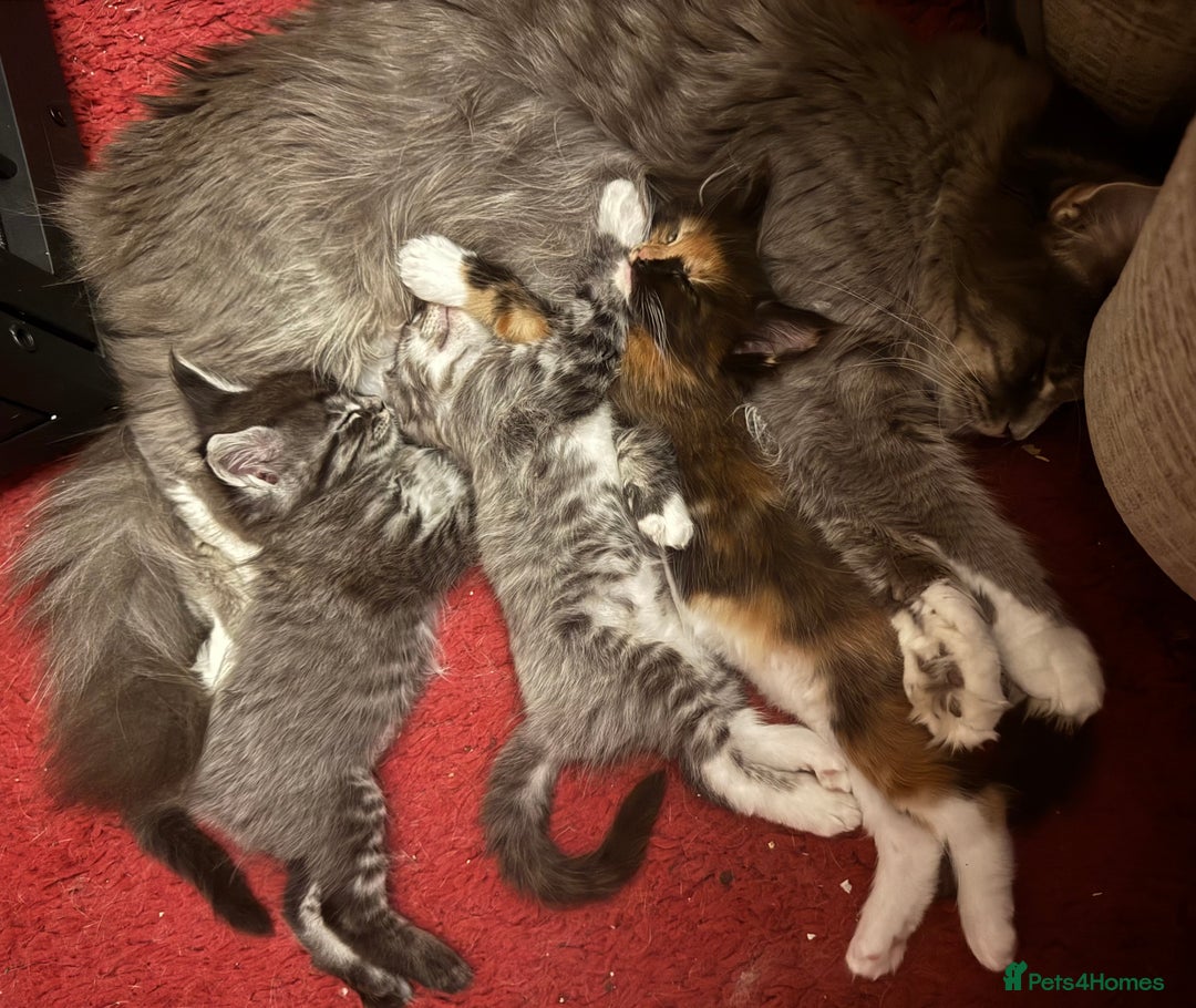 Maine Coon cats for sale: READY NOW! PEDIGREE MAINE COON GIRL  - Advert 9