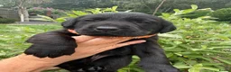 Labrador Retriever dogs for sale: Beautiful KC Black Labrador Retriever Puppies  - Advert 2