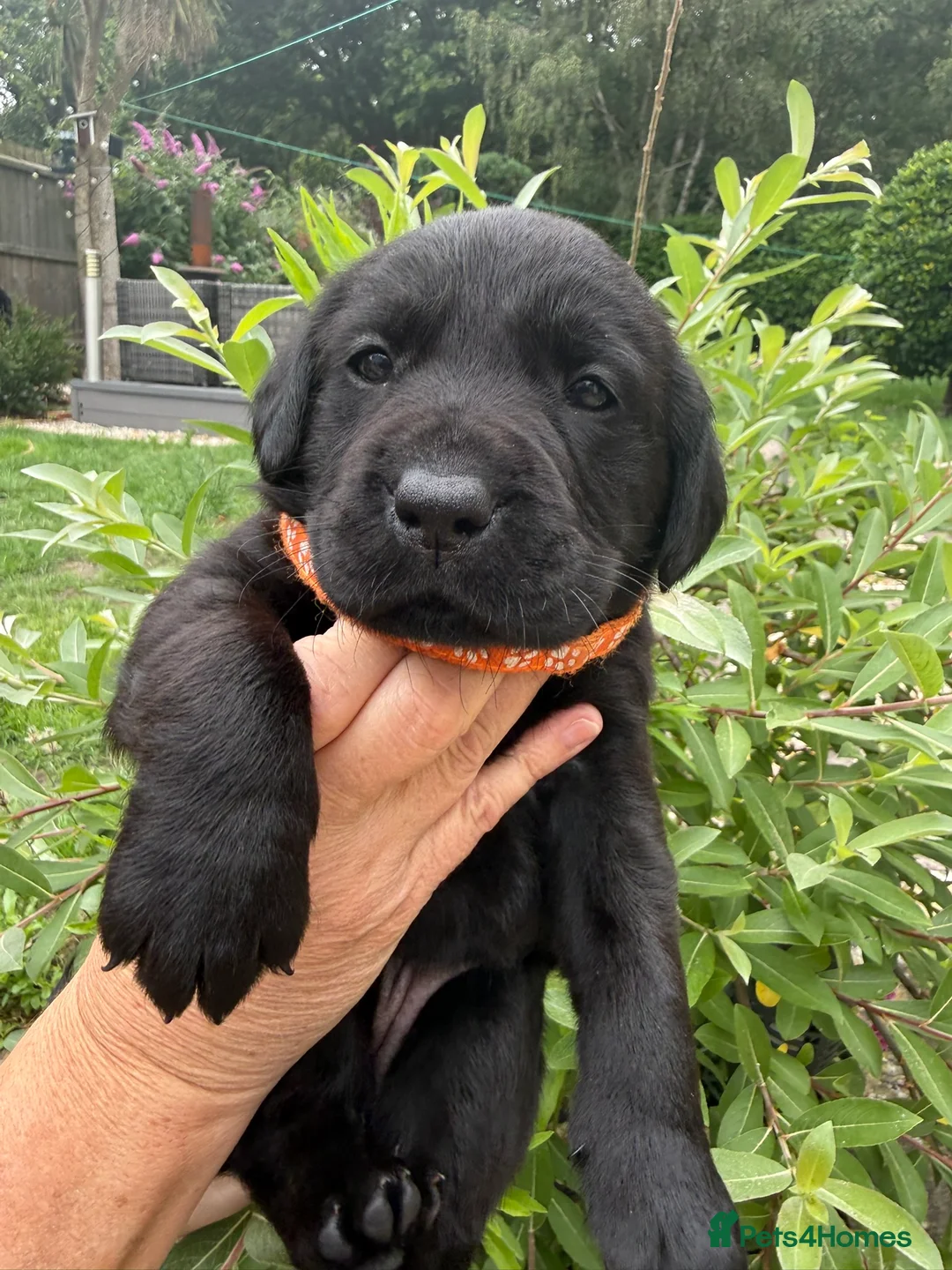 Labrador Retriever dogs for sale: Beautiful KC Black Labrador Retriever Puppies  - Advert 2