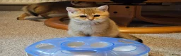 British Shorthair cats for sale: Stunning Purebred Golden BSH Kittens - Advert 3