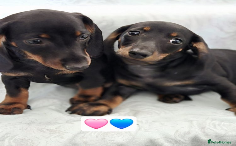 Dachshund dogs - Advert 3